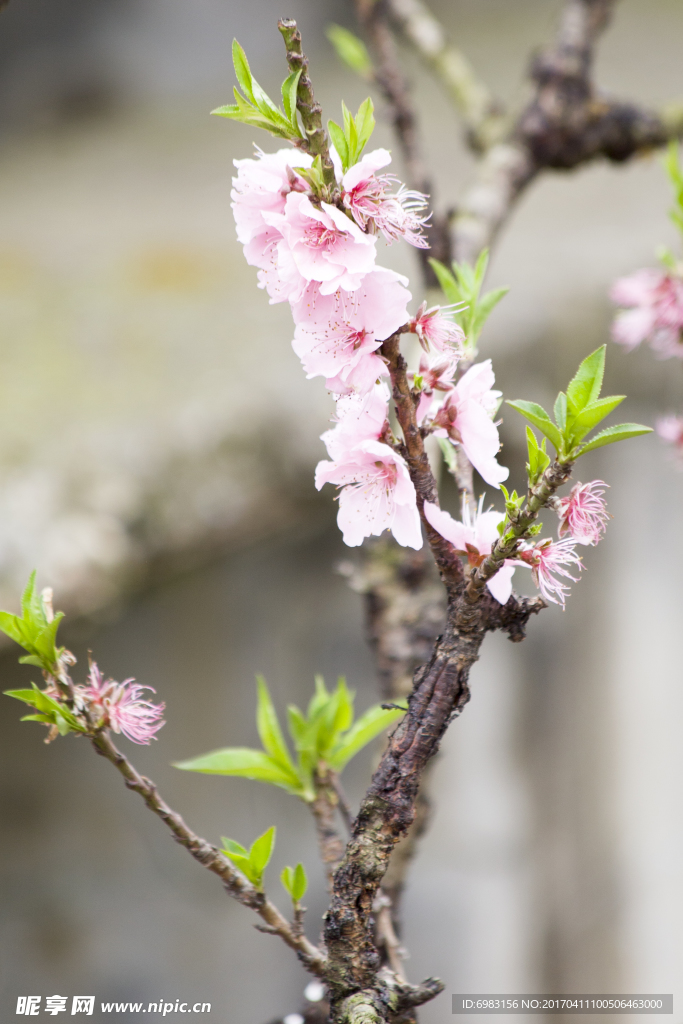 桃花