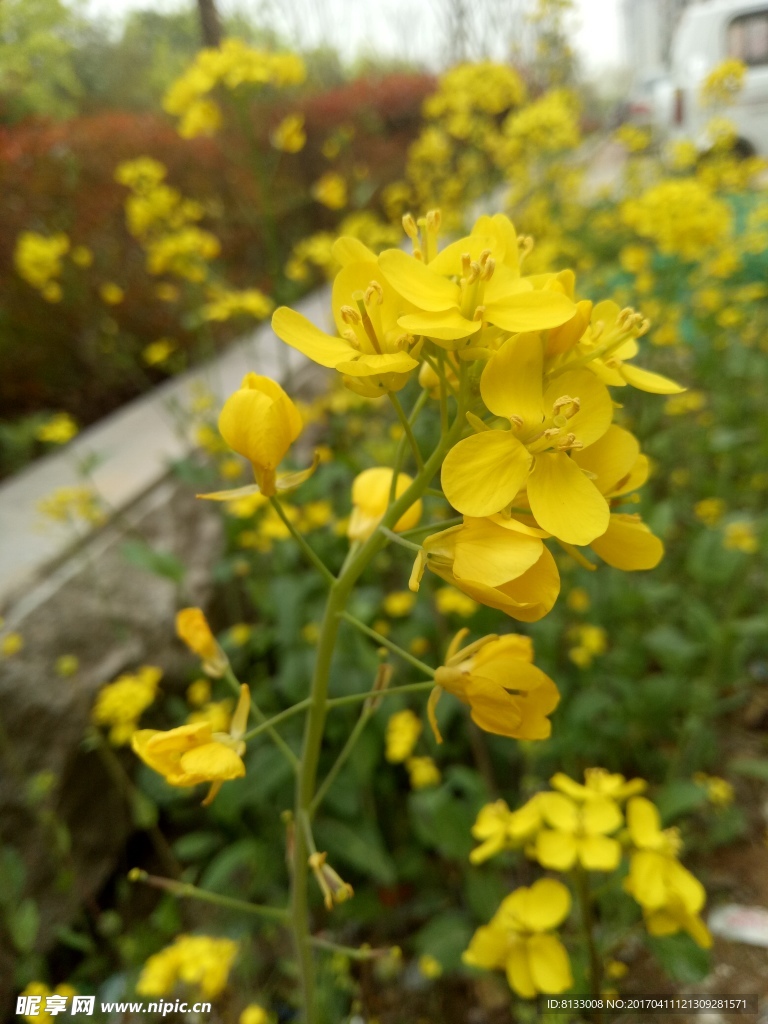 油菜花