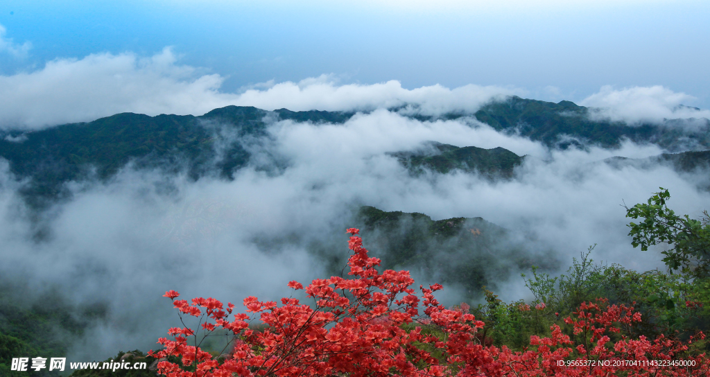 山花烂漫