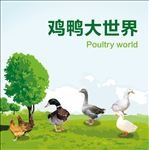 鸡鸭