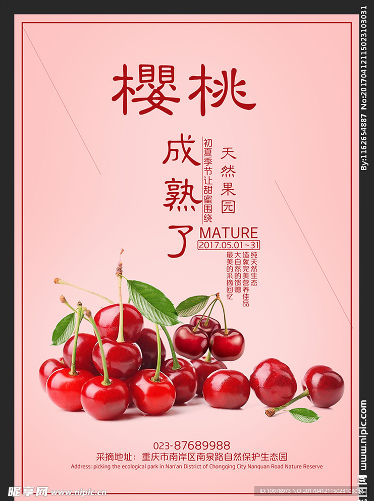 樱桃 樱桃广告