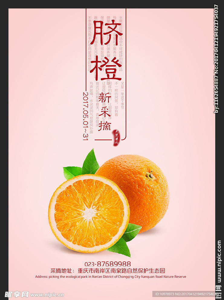 脐橙 新鲜脐橙