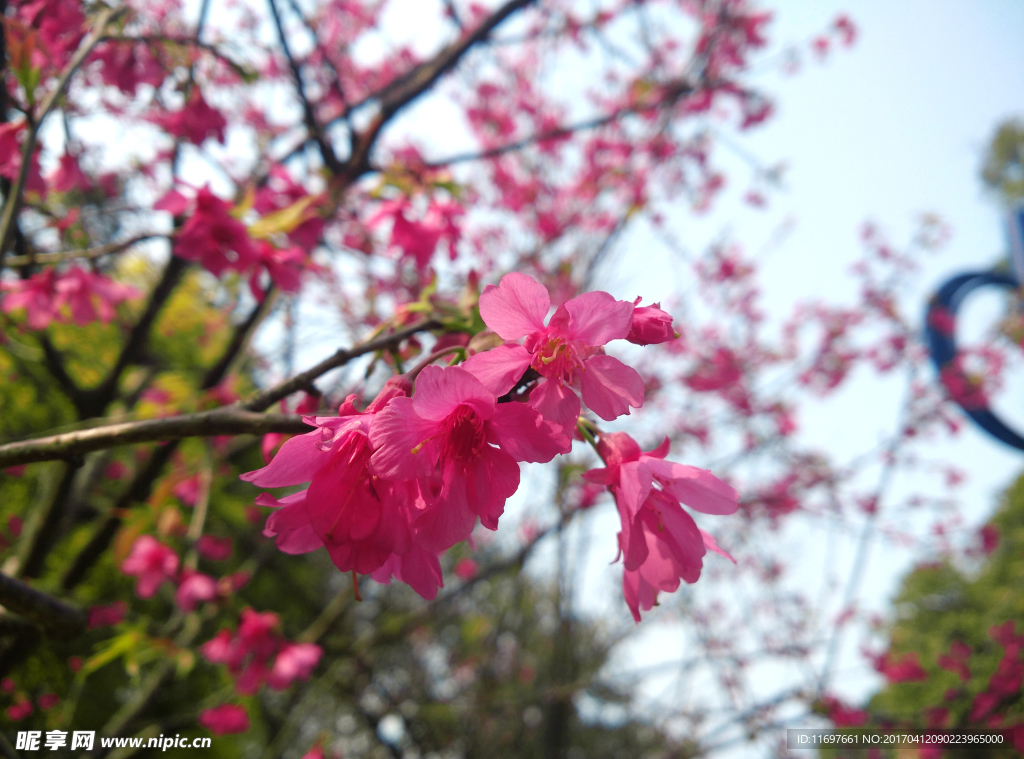 樱花