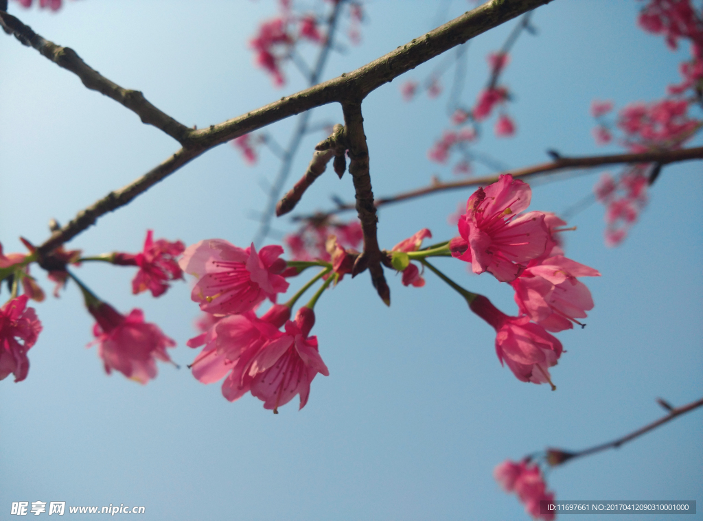 樱花