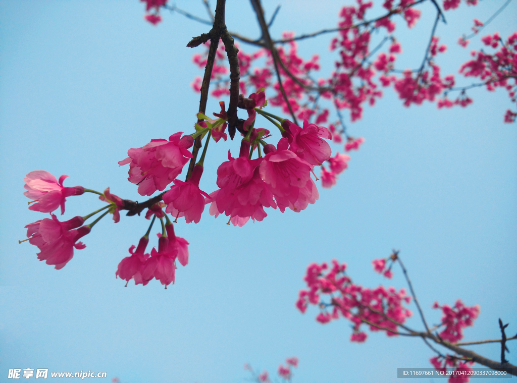 樱花