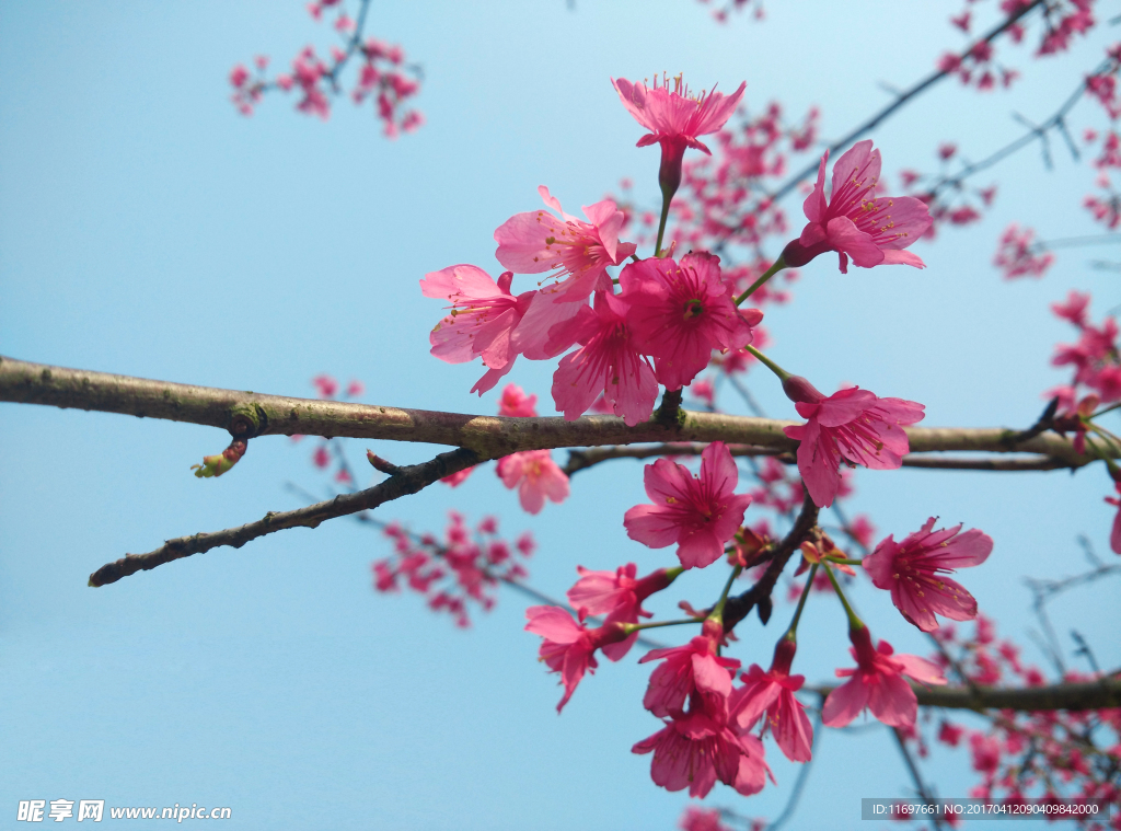 樱花