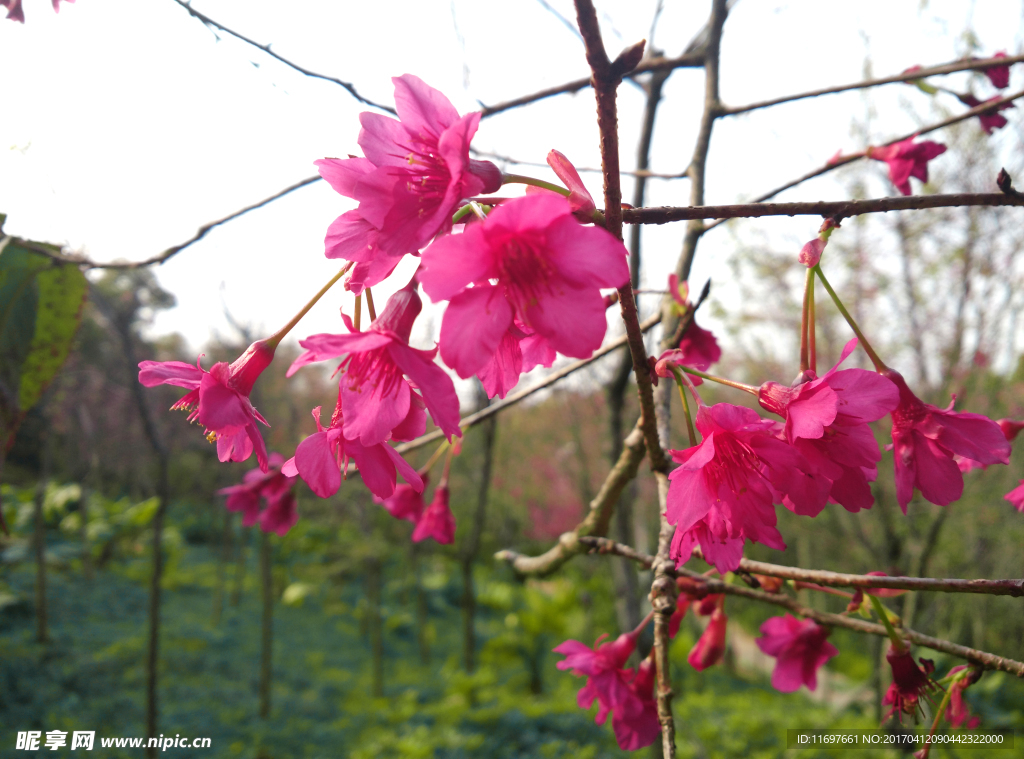 樱花