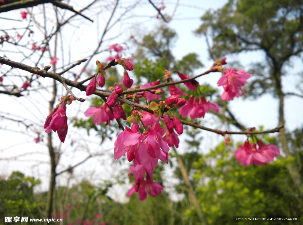 樱花