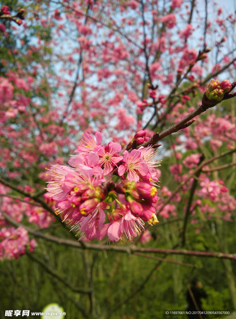 樱花