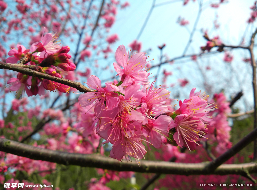 樱花