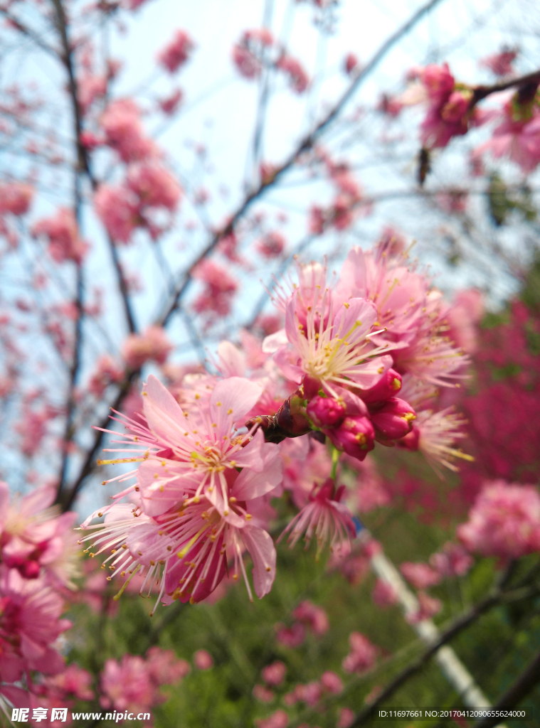 樱花