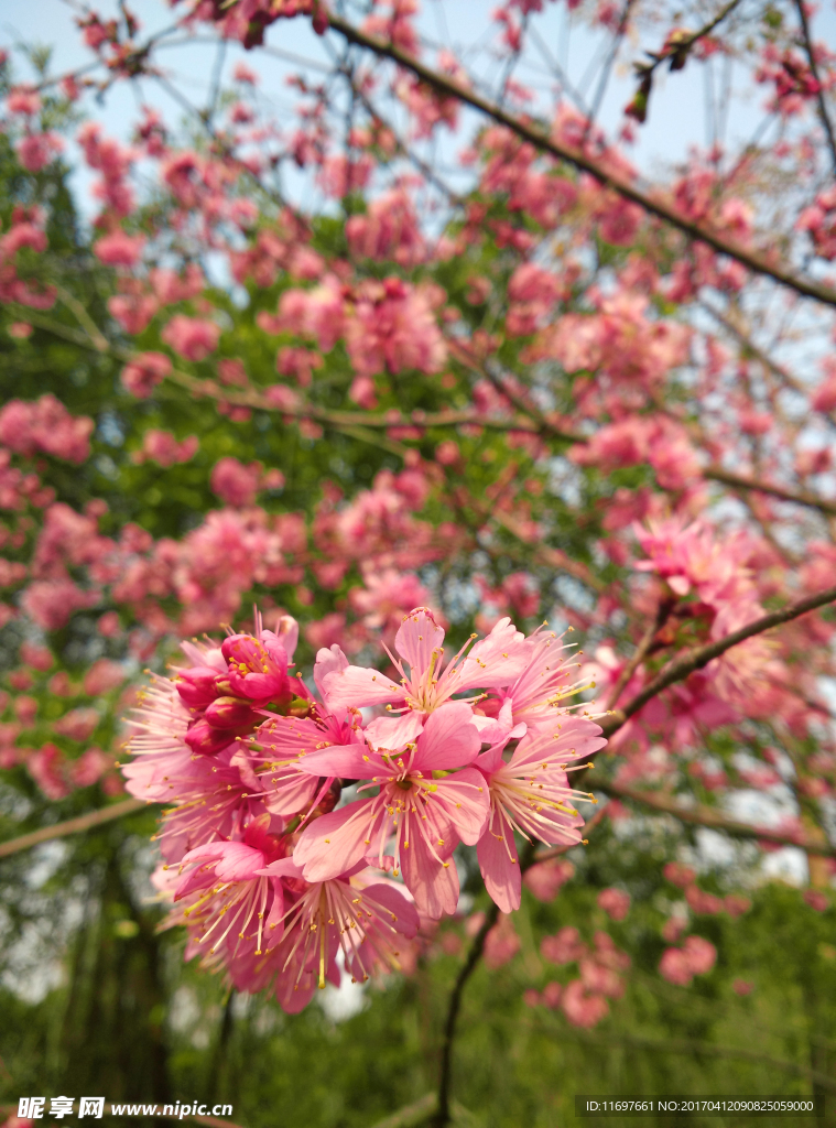 樱花