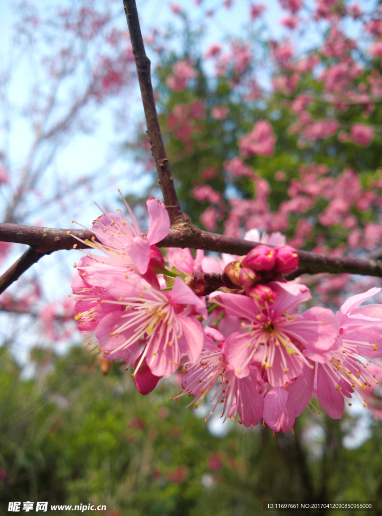 樱花