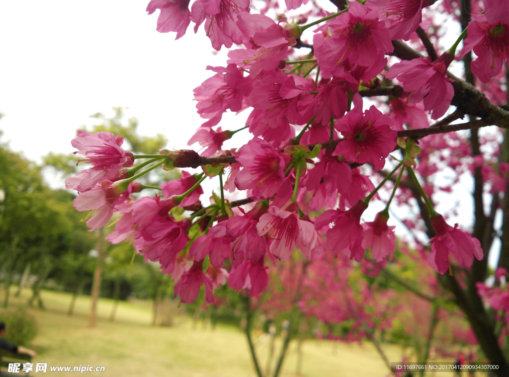 樱花