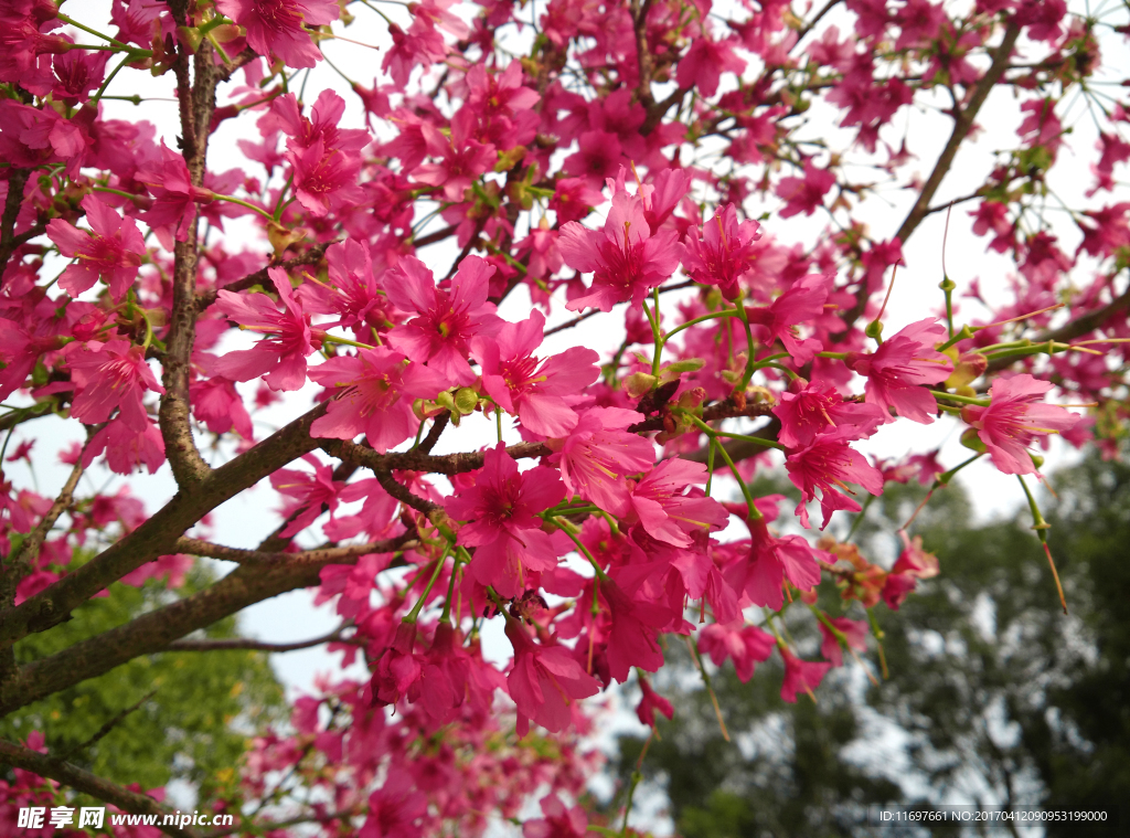 樱花