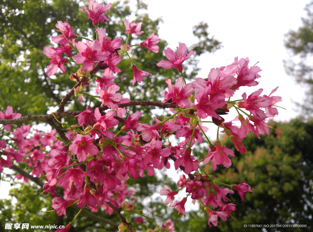 樱花