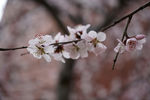 春天 桃花
