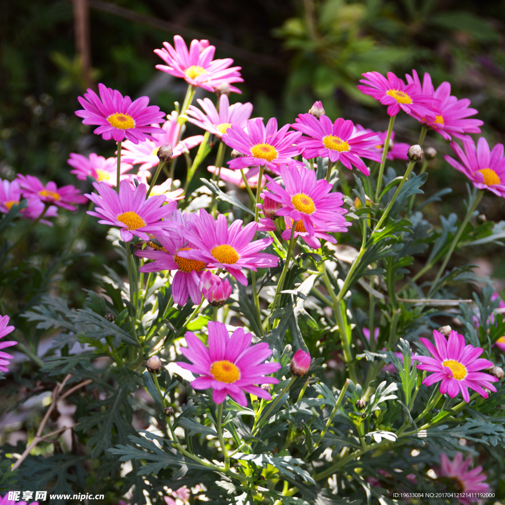 花草 植物 小菊