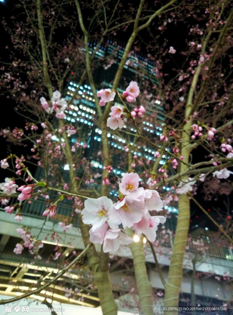 樱花
