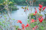 红花湖风光