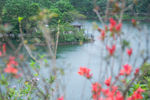 红花湖风光