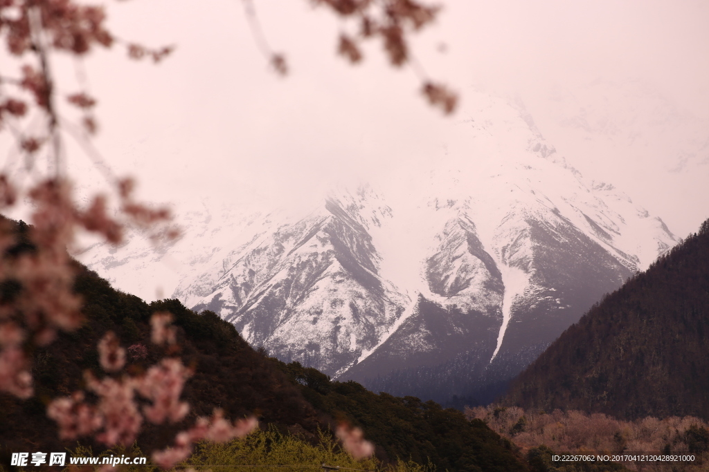 梨花前景