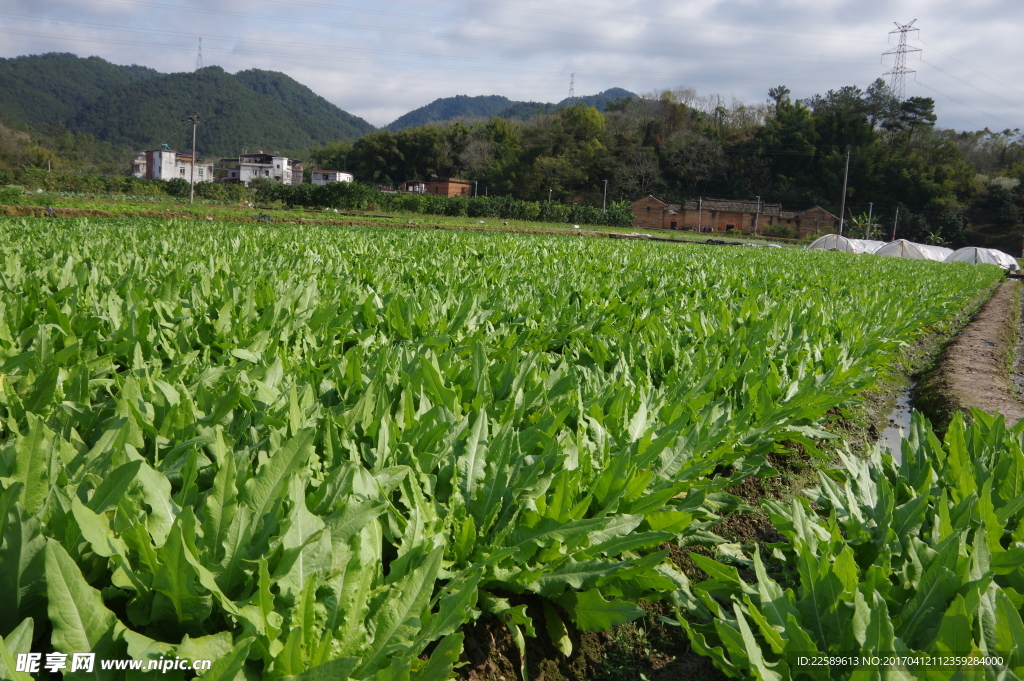 蔬菜基地