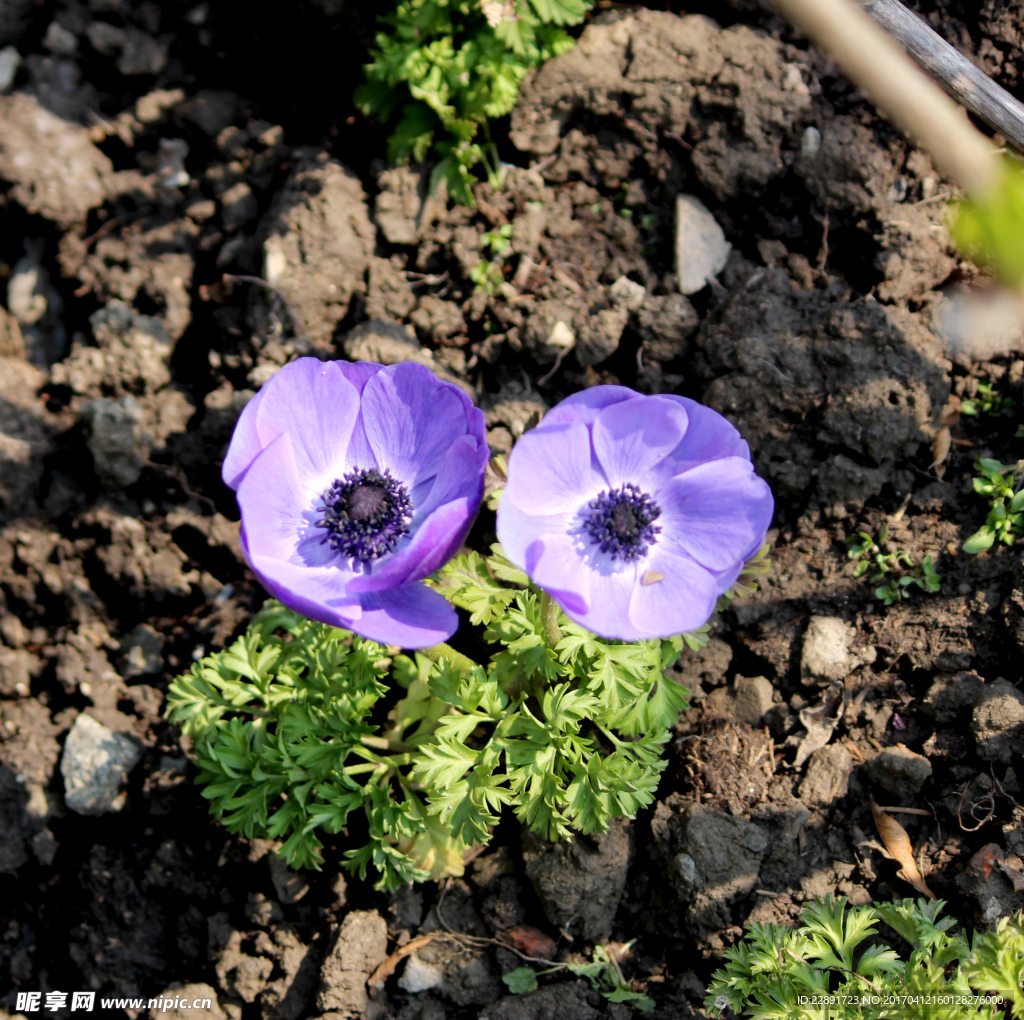 紫色海葵花