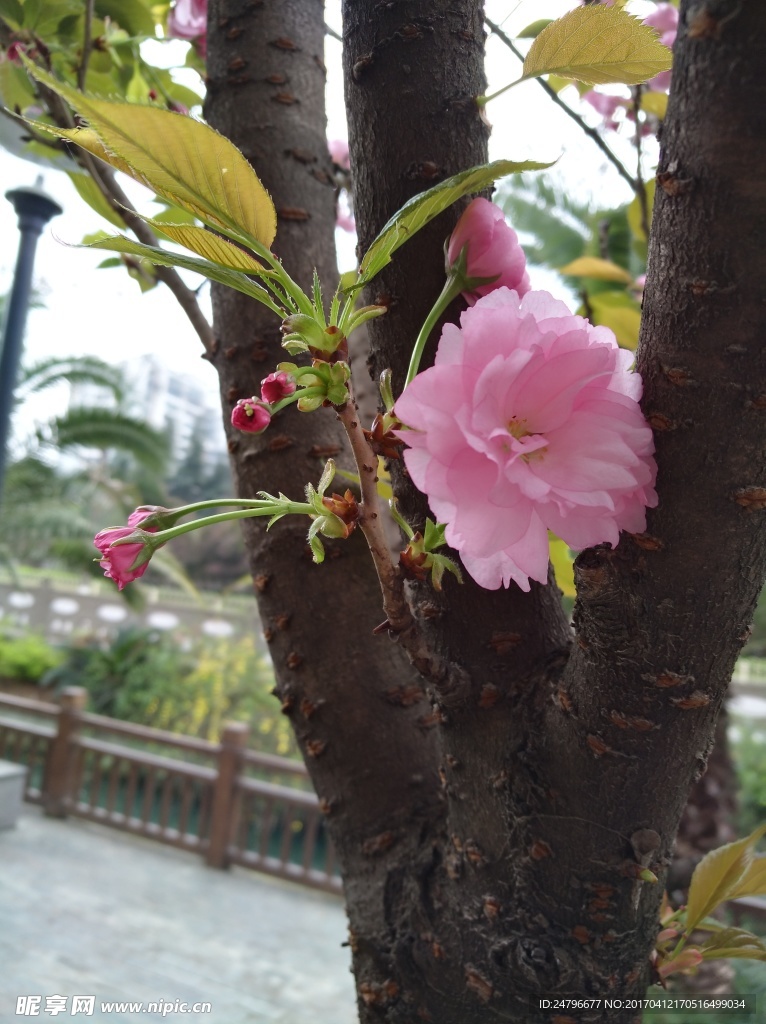 樱花