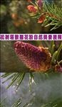 松树塔散播花粉美景高清视频