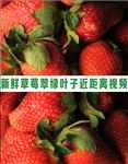 新鲜饱满草莓翠绿叶子水果视频