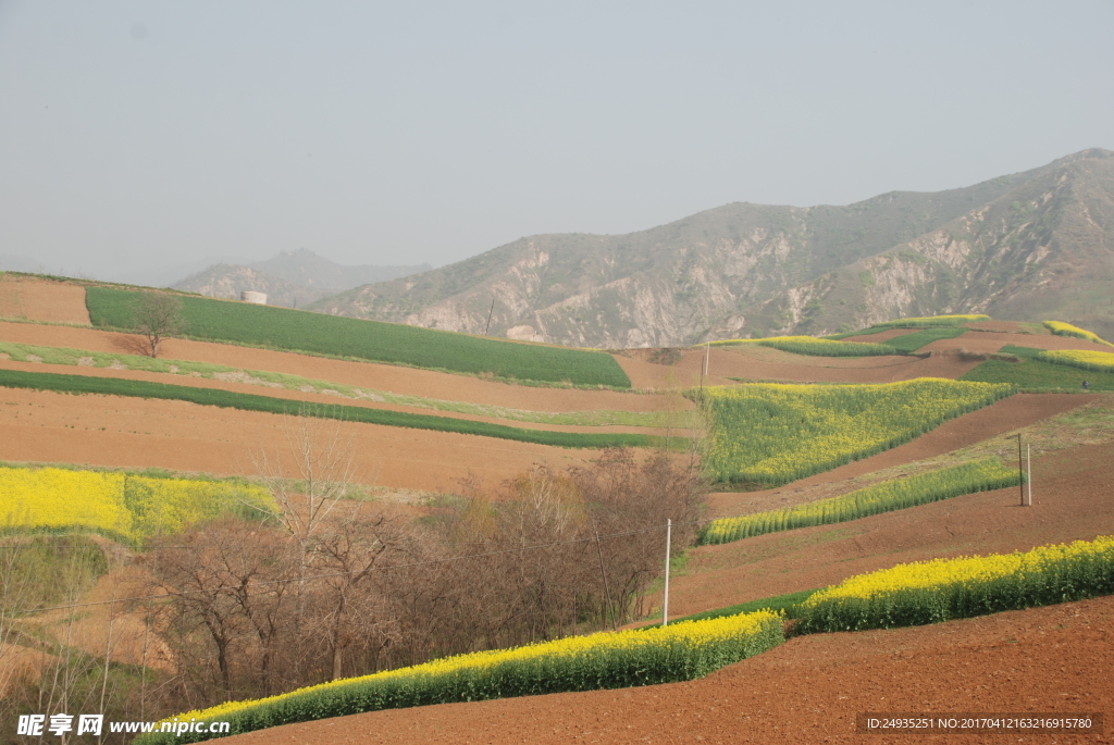田野 自然风景