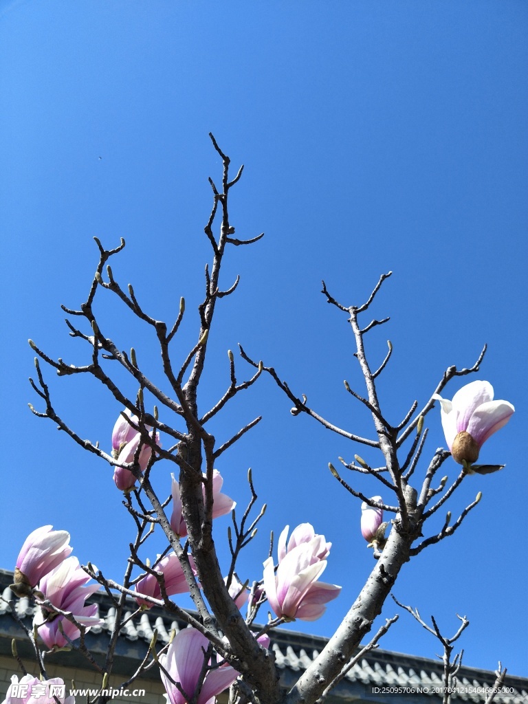 玉兰生长