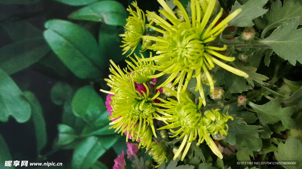 菊花