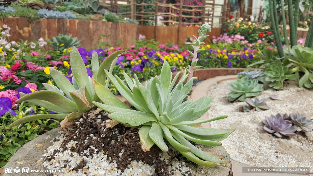 多肉植物
