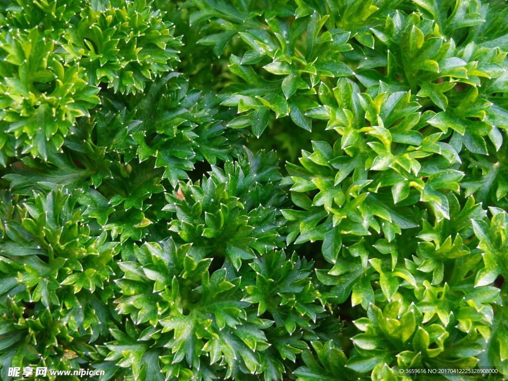 植物叶子