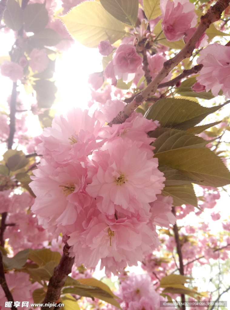 樱花素材