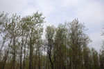 白杨树林