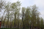 小树林