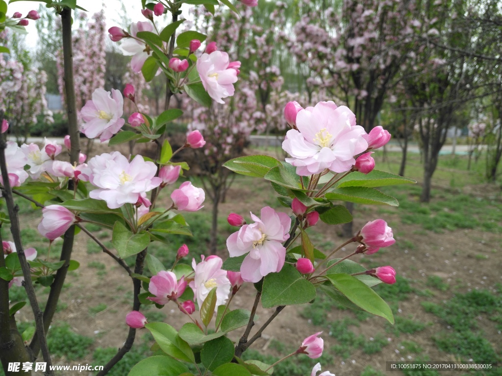 那些花儿