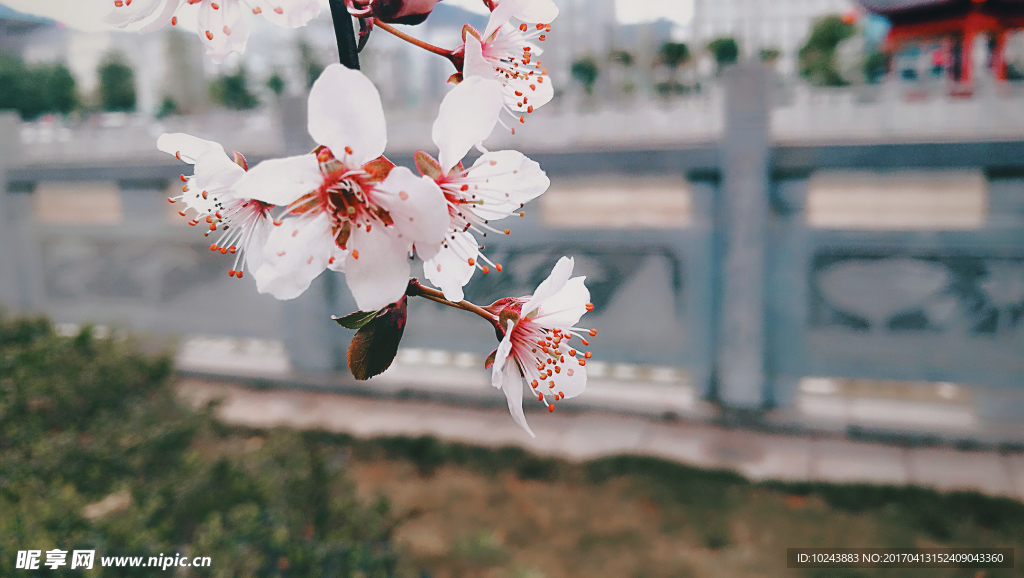 梅花