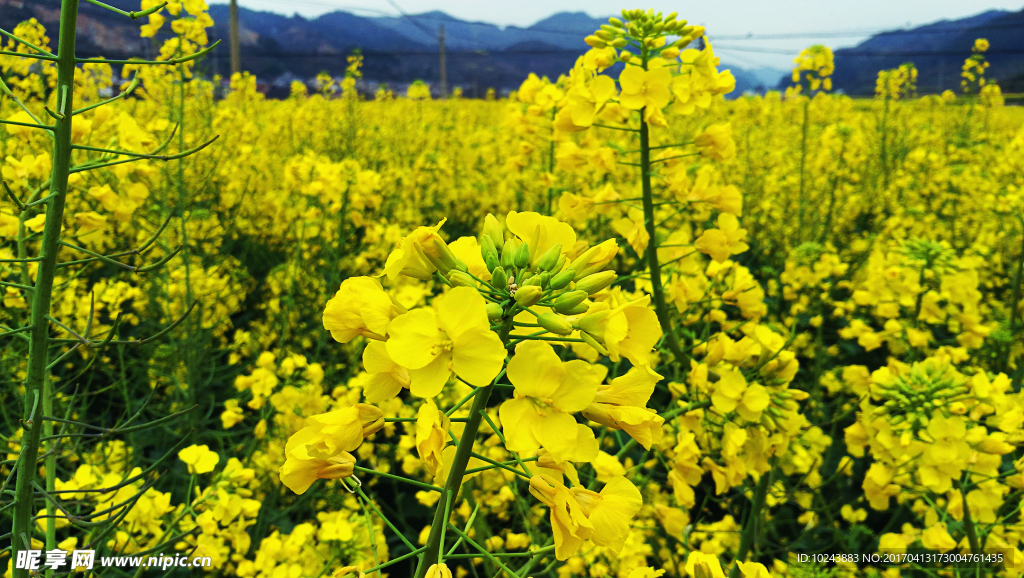 油菜花