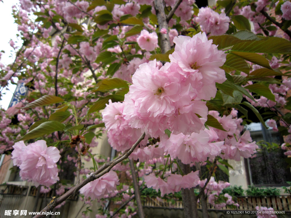 桃花