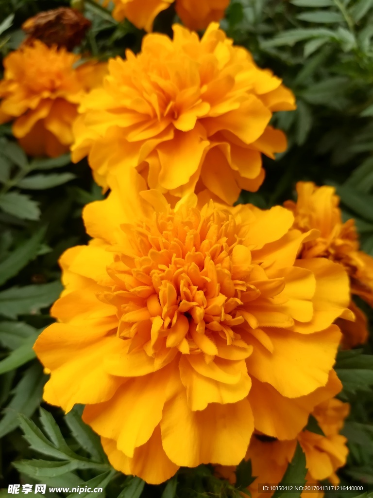 花