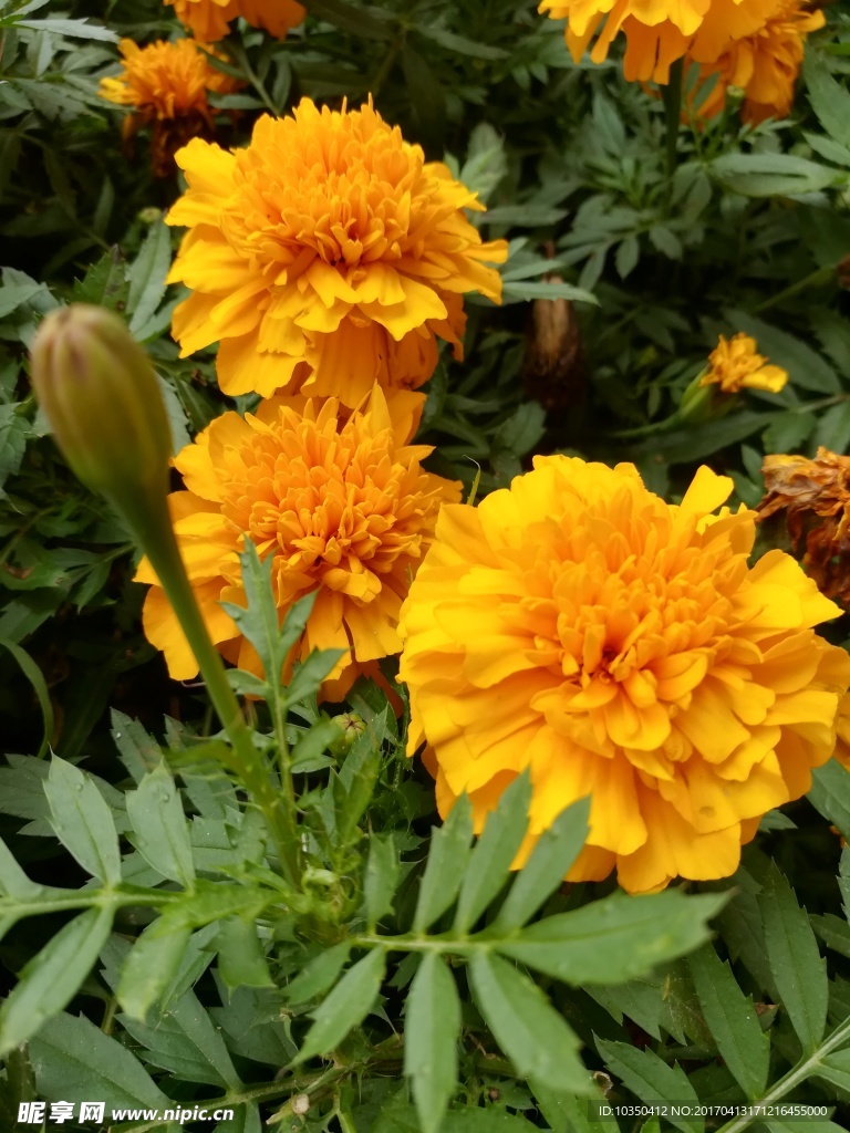 花