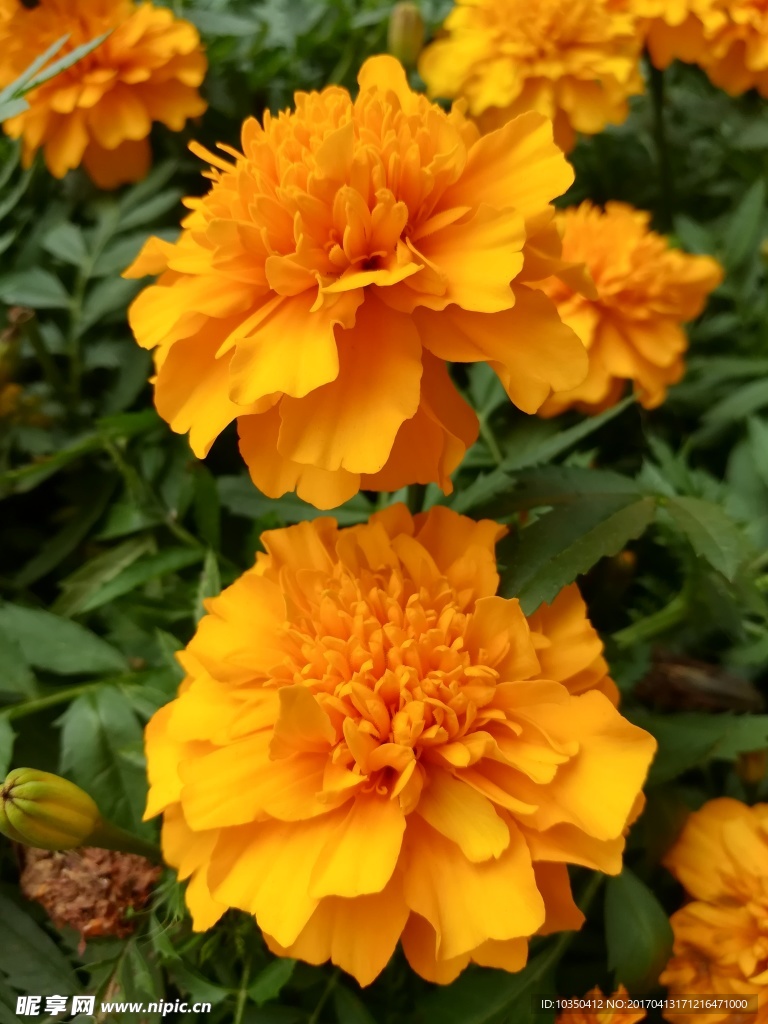 花