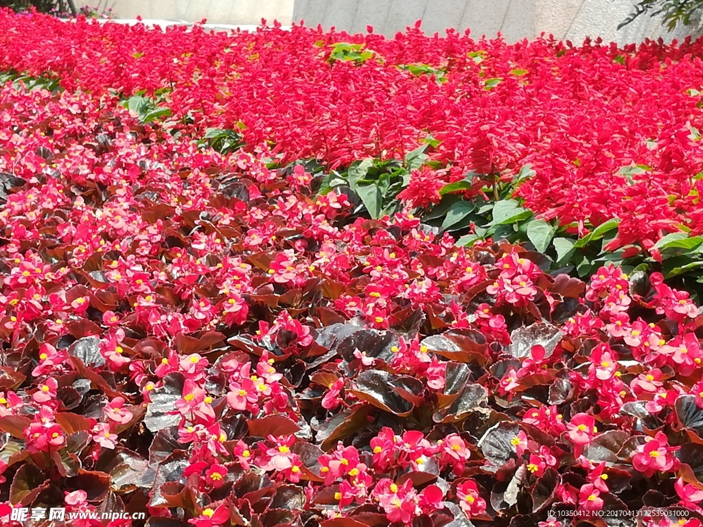 花