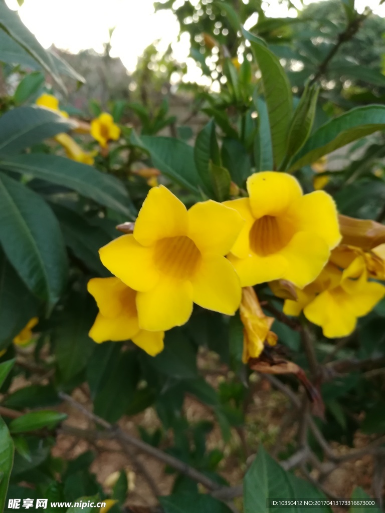 花