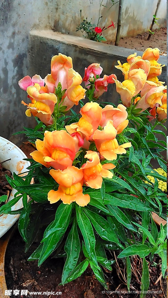 金鱼花