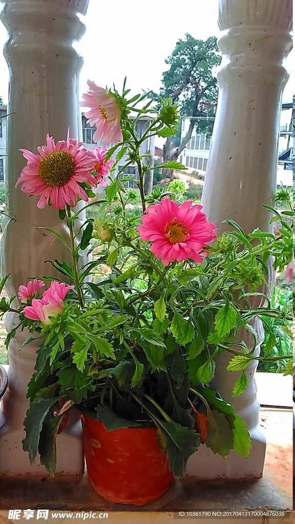 翠菊